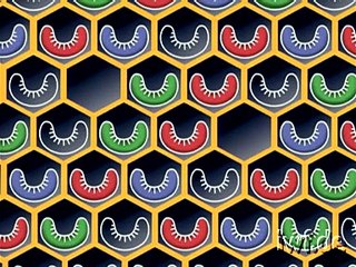 Selection of honey bees for yield and behaviour