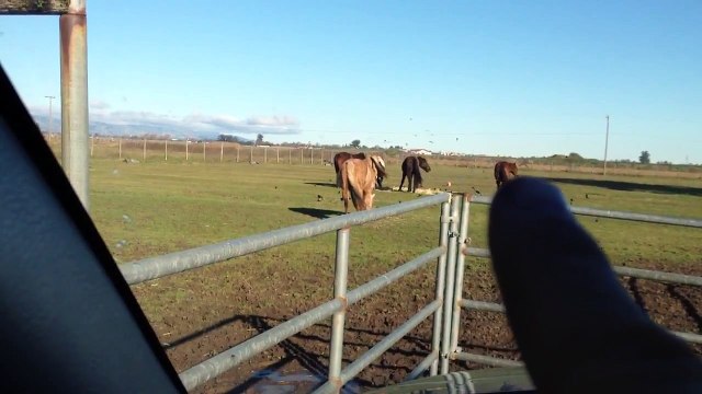 Horse Herd Behavior- Pressure Release Submission Instincts & Horse Talk- Rick Gore Horsemanship