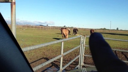 Horse Herd Behavior- Pressure Release Submission Instincts & Horse Talk- Rick Gore Horsemanship