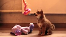 Shiba-Inu Puppies