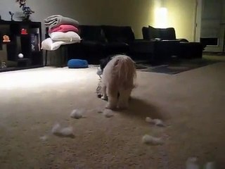 Gizmo (2 yr) and Ollie (1.5 yr) - playing with toys
