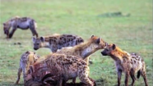 hyena giving birth - video dailymotion