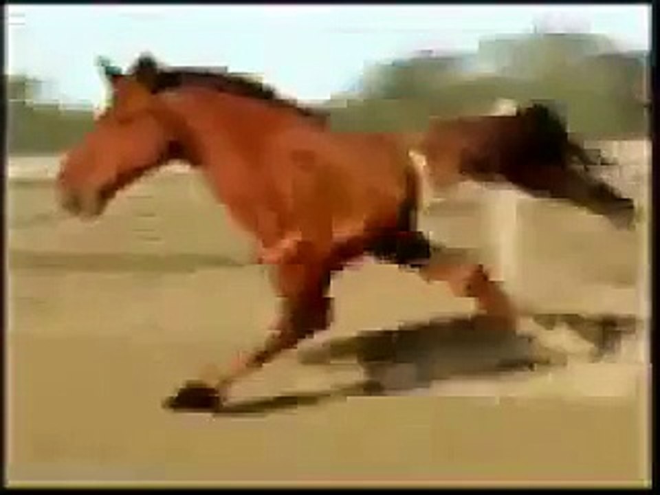 Caballo de dos patas