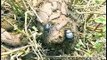 Escarabajos estercoleros pelean entre ellos, hormigas le roban su comida a un escarabajo (#541)