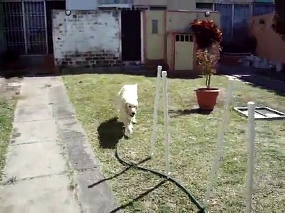 Entrena a tu Perro Agility Slalom, How to make Weave Poles, Slalom Clicker