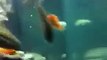 malawi cichlids aquarium, 3D background