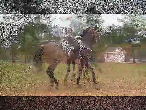 Andalusian Caballos Bailadores con Banda El Polviado ranchoelcolmenon.com