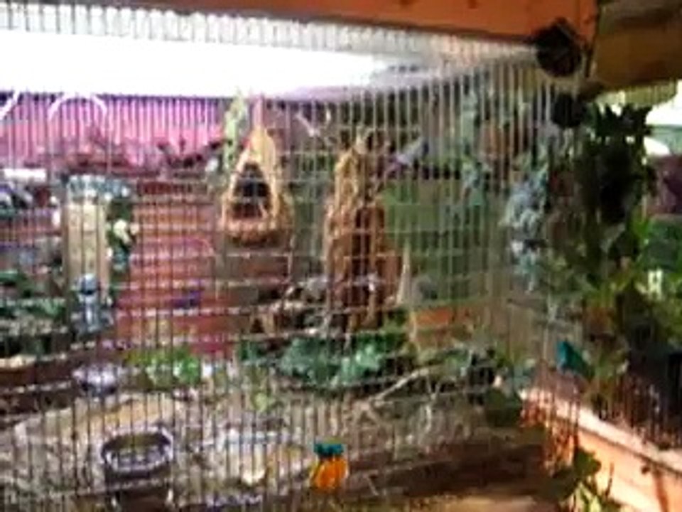 Twin Beaks Aviary