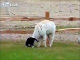Animal Funny Video 2014   Alpaca Stalked By Cat