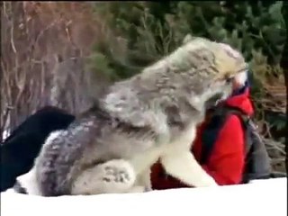 Wolves, man & wolf in the legend by Maria-Zimi