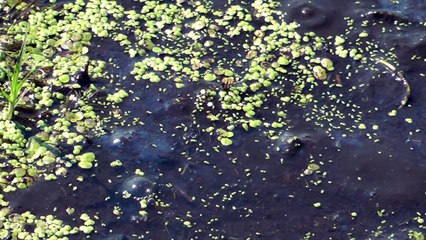 Juvenile Snapping Turtles Feasting (and others) at Great Meadows
