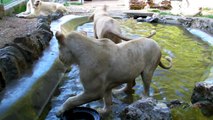 2012. 08. 01. Beli i zuti africki lavovi - ZR - Beo Zoo Vrt