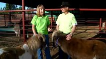 Snuggles, the miniature therapy horse, treated at CSU's James L. Voss Veterinary Teaching Hospital