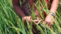 Community-based Seed Production in Nepal: Securing Rice Seeds for Tomorrow