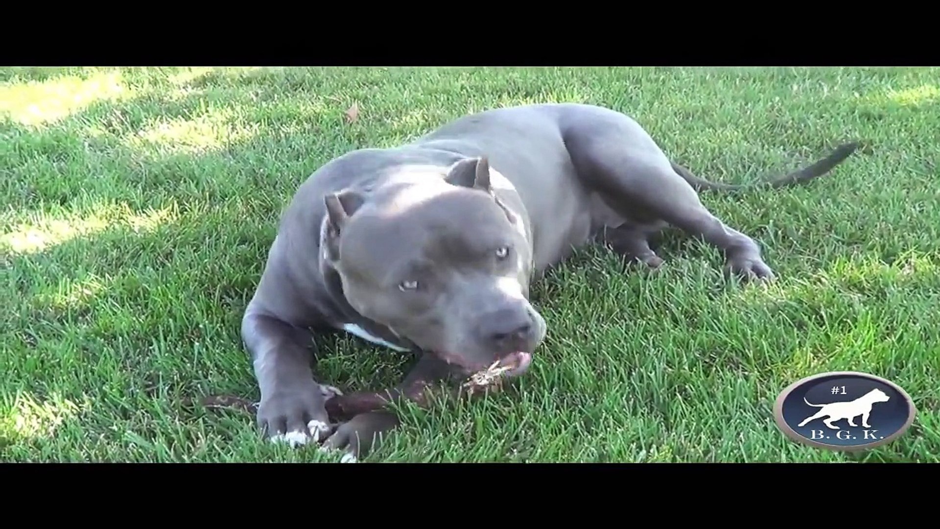 XL bully blue pitbull, 6 months old 