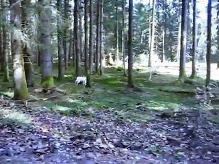 Freier Spaziergang mit 5 Chihuahuas, einem weißen Schäferhund und einer Katze