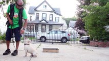 Practice Makes Perfect Dog Training- Bailey 10 months French Bulldog Basic Obedience Training