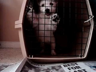 Mcduff jailed and hating it!