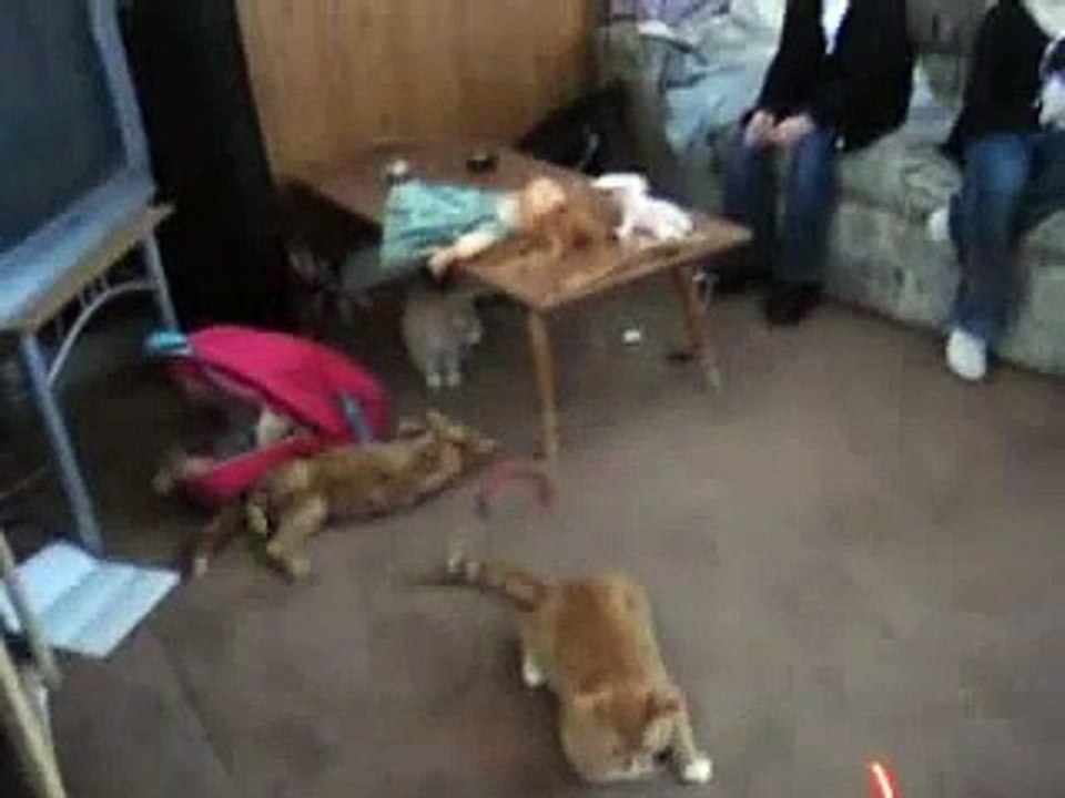 dizzy cats