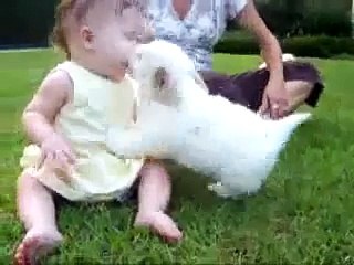Coton de Tulear, the original Puppy Taxi video