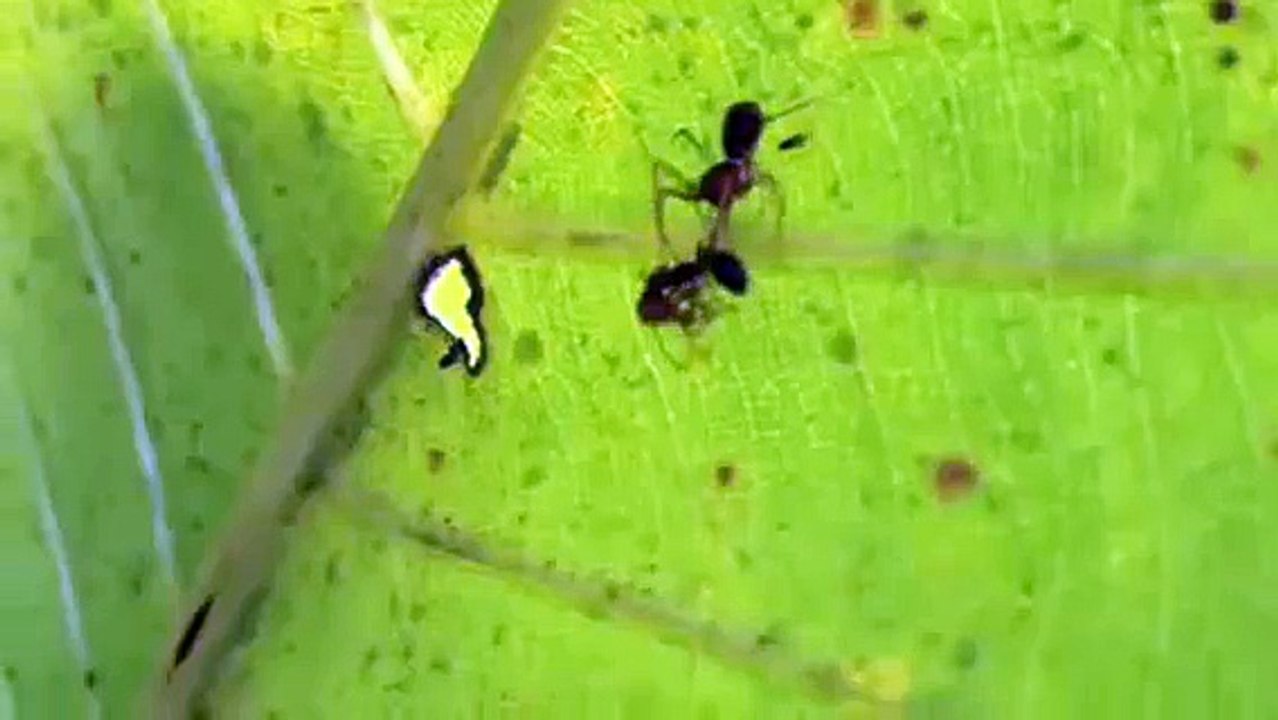 Spider eating weaver ant