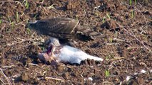 Sparrowhawk Eating Pigeon