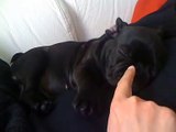 Emma french bulldog francese disturbata mentre dorme!