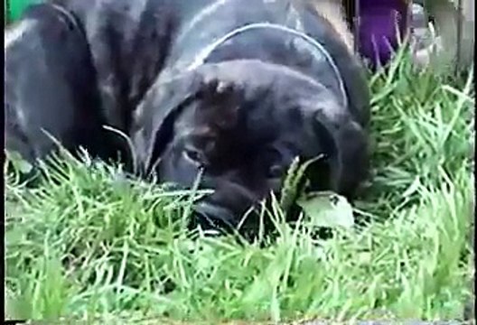 BULLMASTIFF PUPS PLAY LITTER 7-06