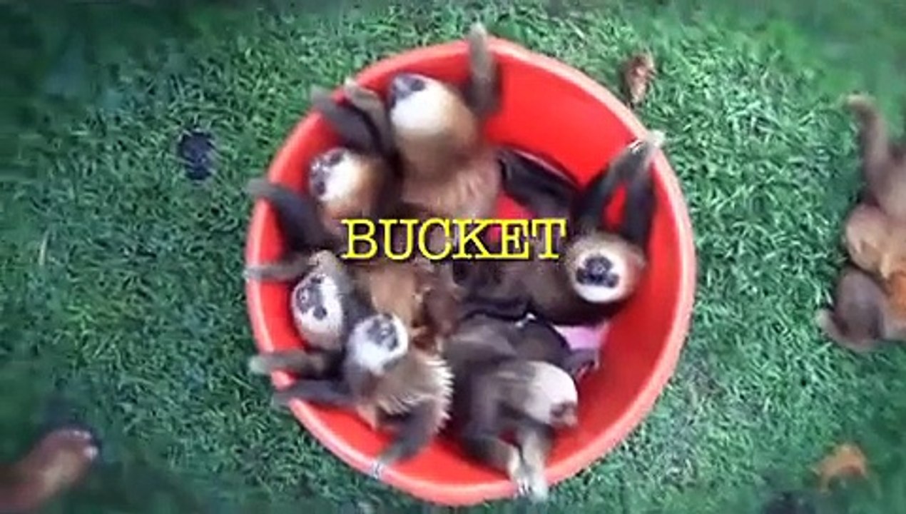 BUCKET OF SLOTHS