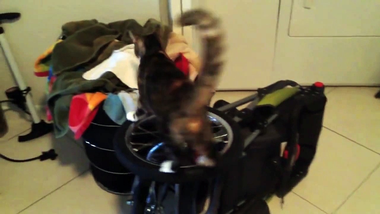 Cat discovers wheels