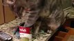 Cat Loving Some Campbells Soup
