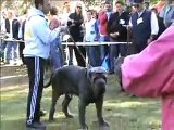 Neapolitan Mastiff Scisciano 2007 Dog Show Italy