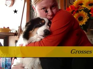 colorado ( berger australien tricolore)