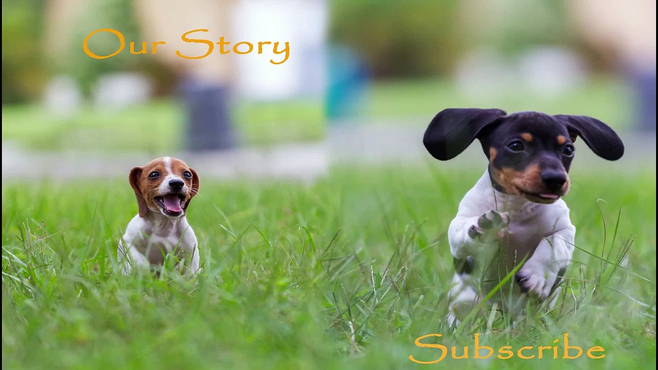 Puppy Play Time Mini Dachshunds At 9 weeks Old