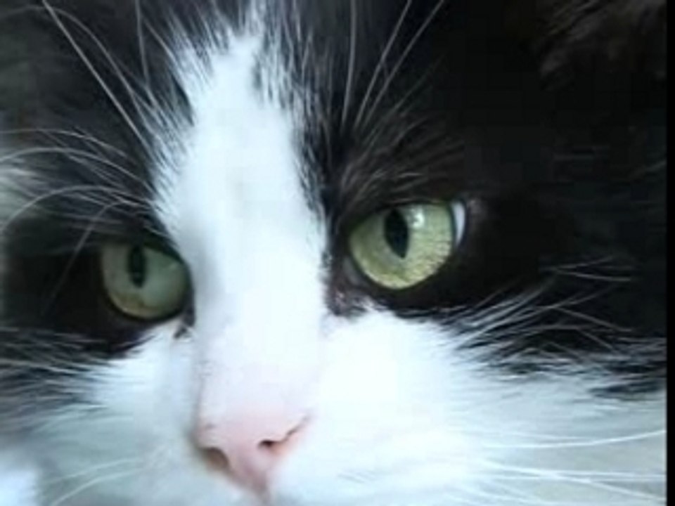 La chatte à poil
