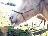 Matt the Tongue sucking Palamino Tennessee Walking Horse