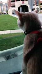 My cat out enjoying a car ride