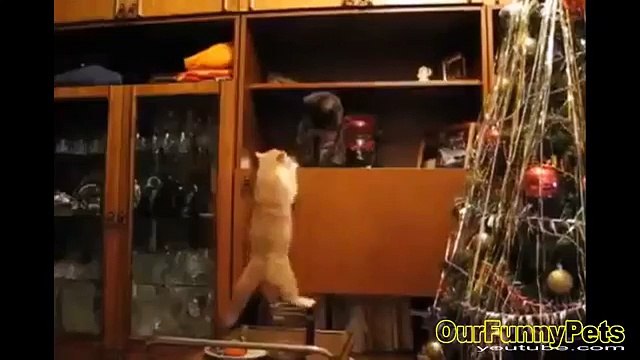 Funny Videos 2015 Funny Vines Cats Funny fails Cats Cool Crazy Cats
