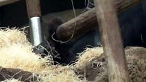 Gorilla Baby - Tierpark Hellabrunn