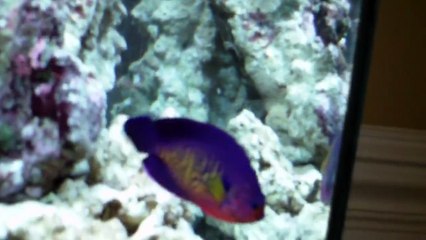 My 37 Gallon Reef Tank