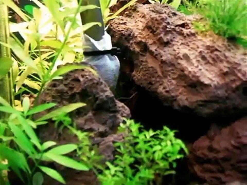 300L Red Fire Aquarium