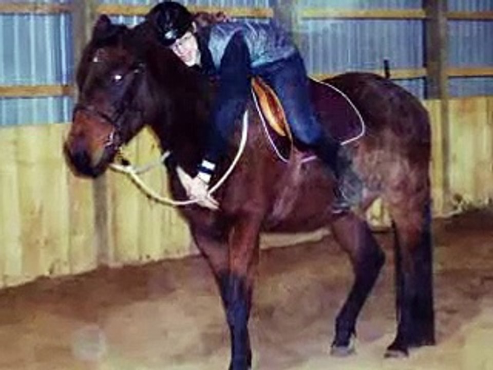 Amazing Horses