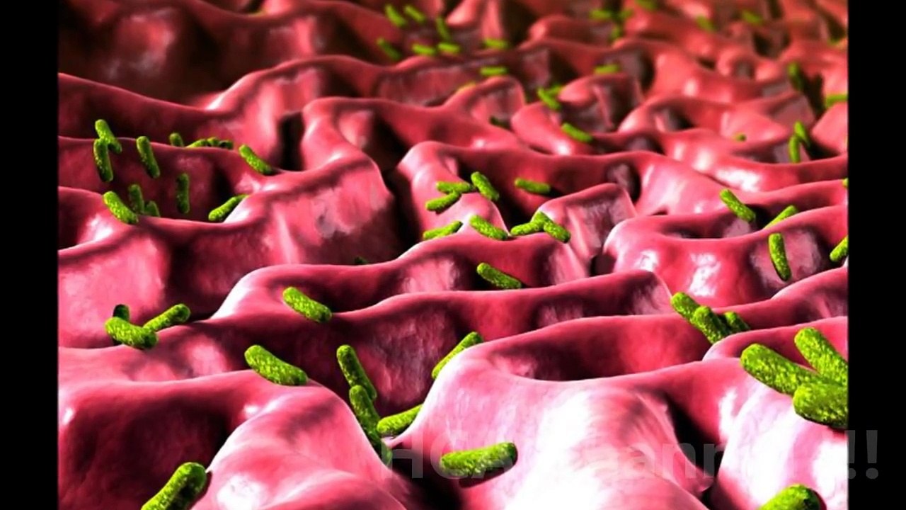 HELICOBACTER PYLORI SINTOMAS DIAGNOSTICO TRATAMIENTO Y PREVENCION