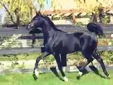 A VERY BEAUTIFUL ARABIAN HORSE