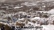 HUELLAS DE LOBOS IBÉRICOS EN LA NIEVE (IBERIAN WOLVES)