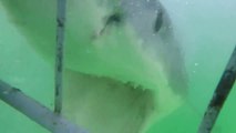 So scary Great White Shark on a cage under water