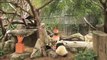 Panda Birthdays - San Diego Zoo