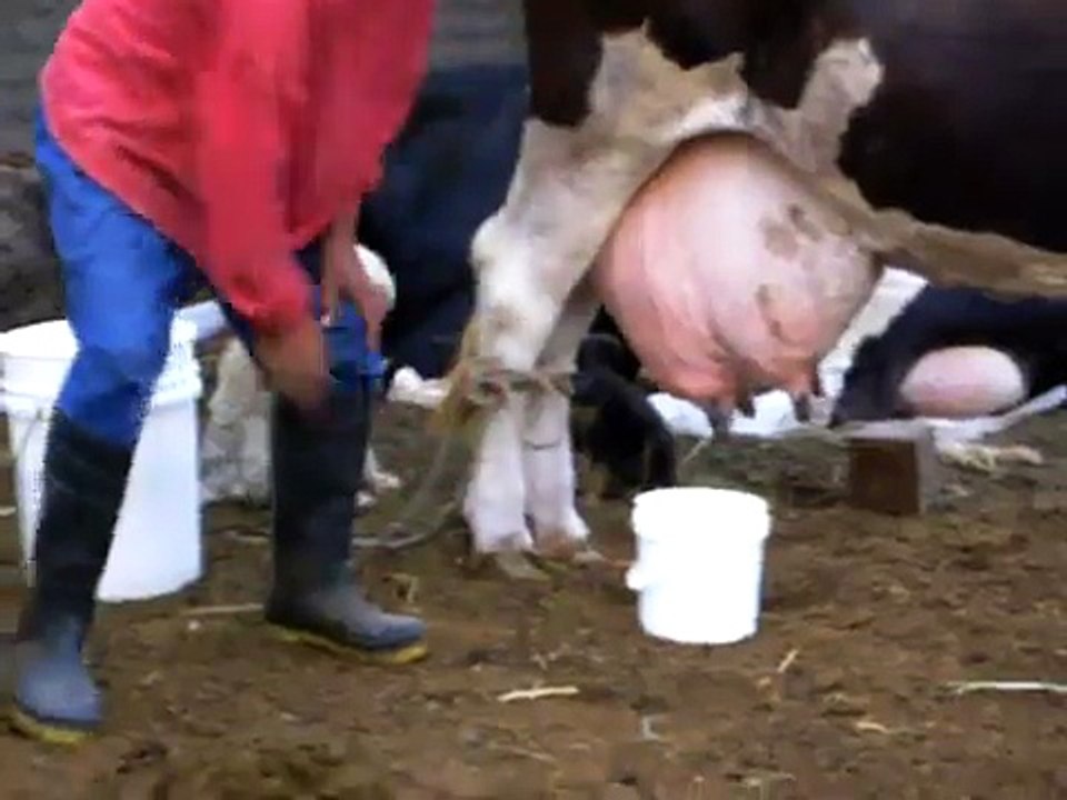 LA TETA DE LA VACA RUBI