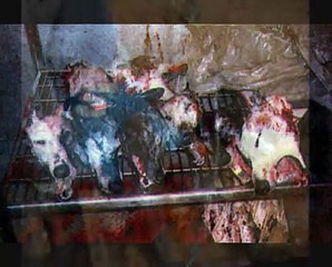 greyhound racing.....the sad truth