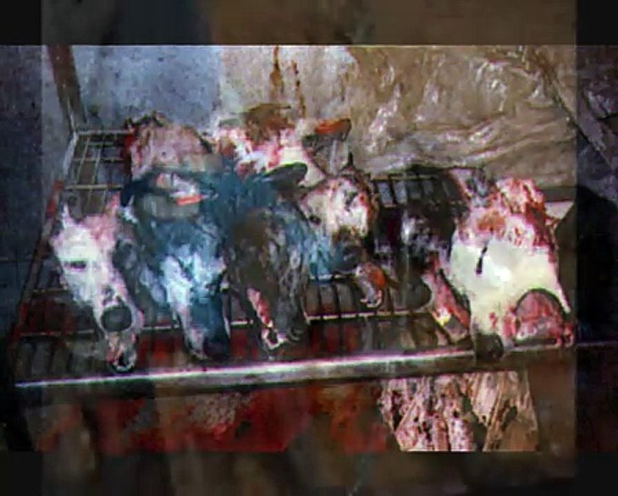 greyhound racing.....the sad truth